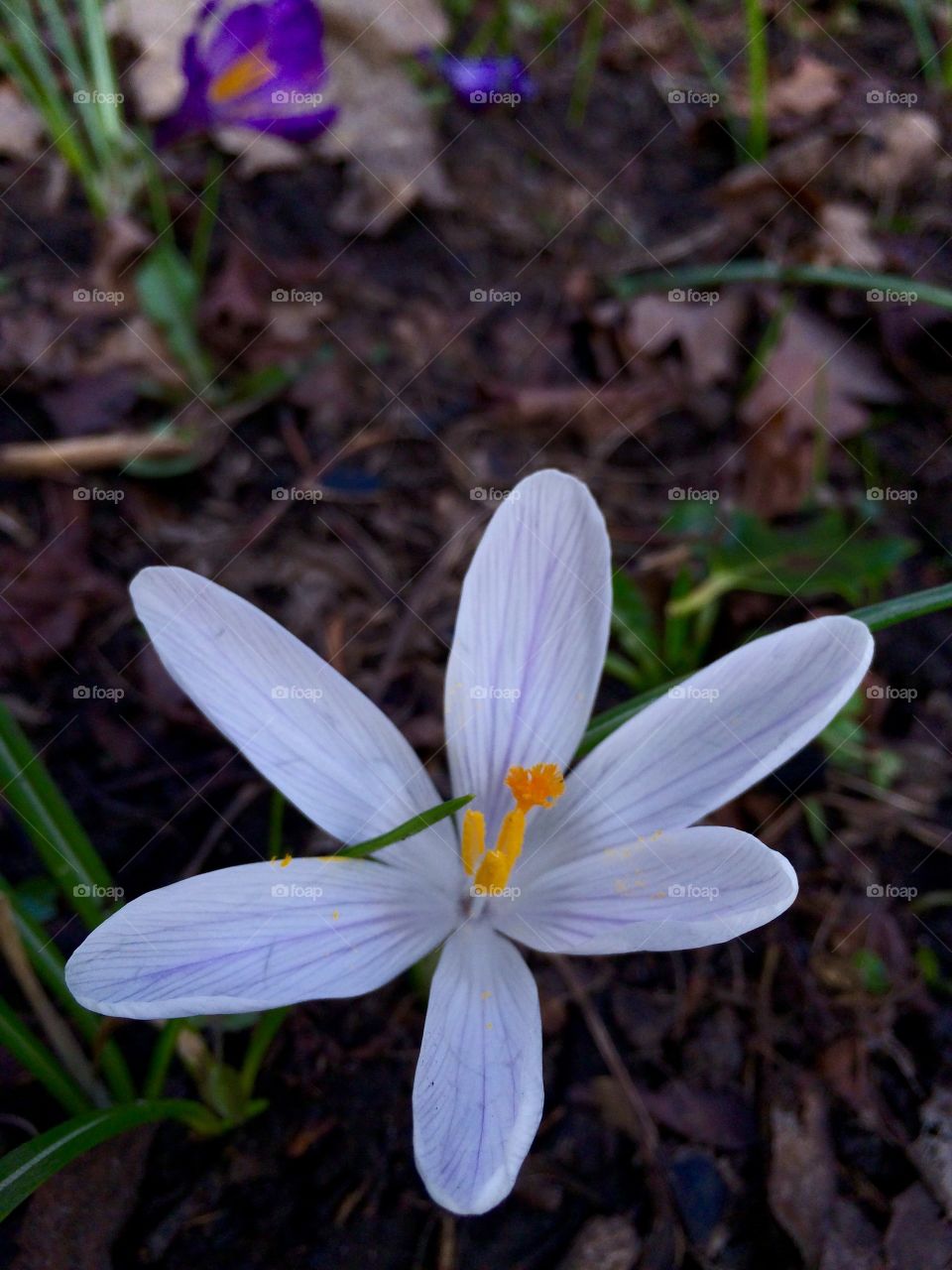 Sunbathing Crocus
