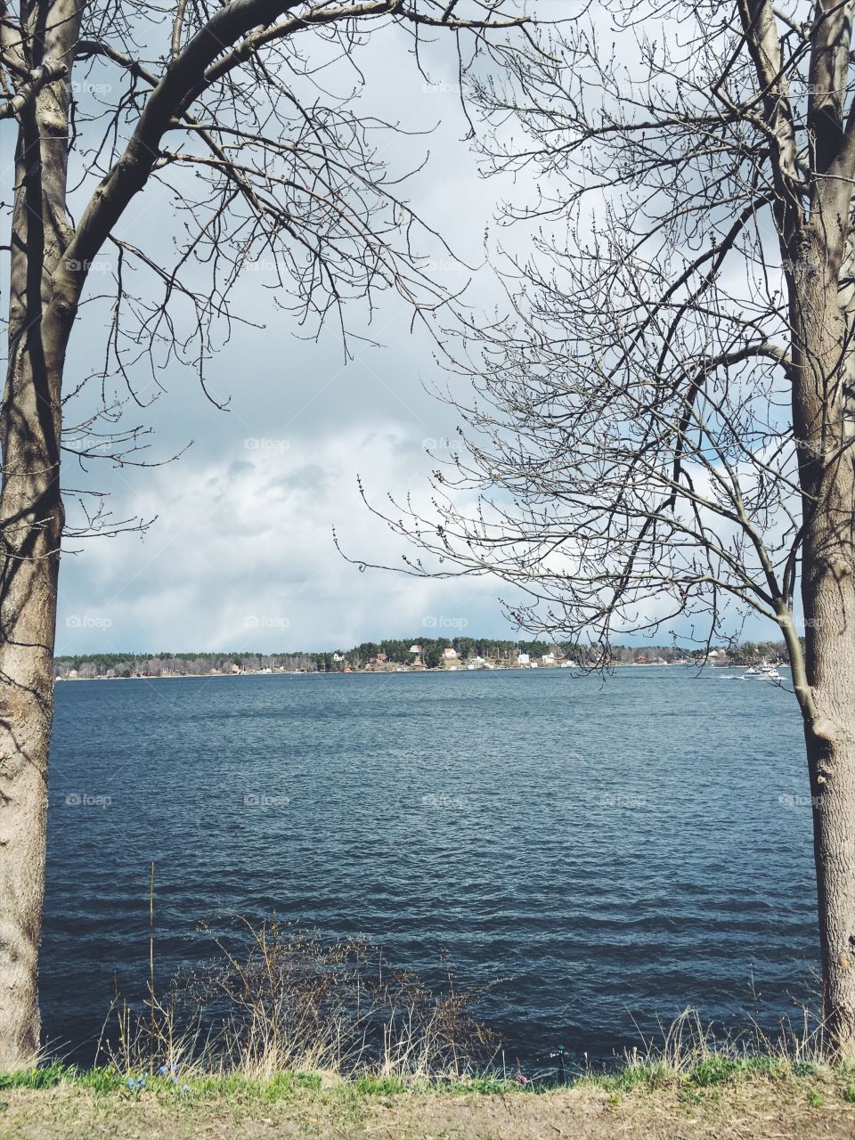 Tree, Landscape, Nature, Water, Wood