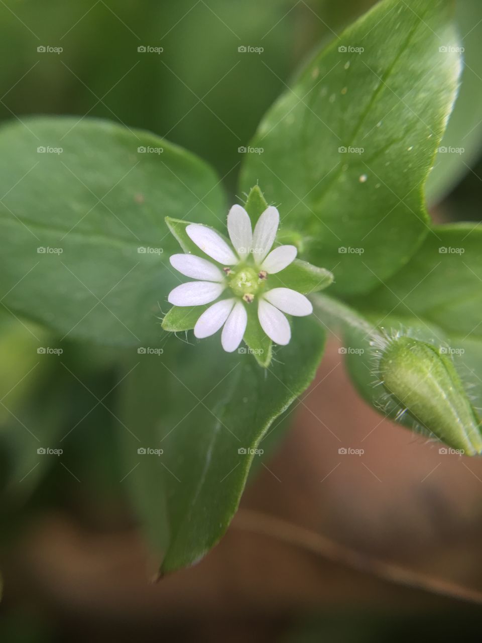 Macro white flower