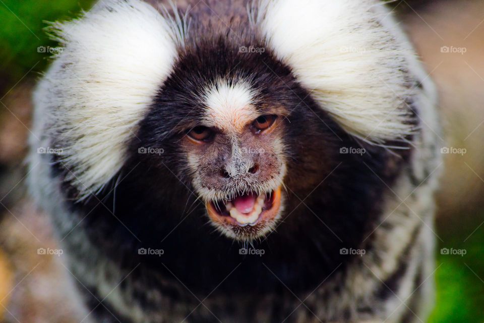 common marmoset monkey