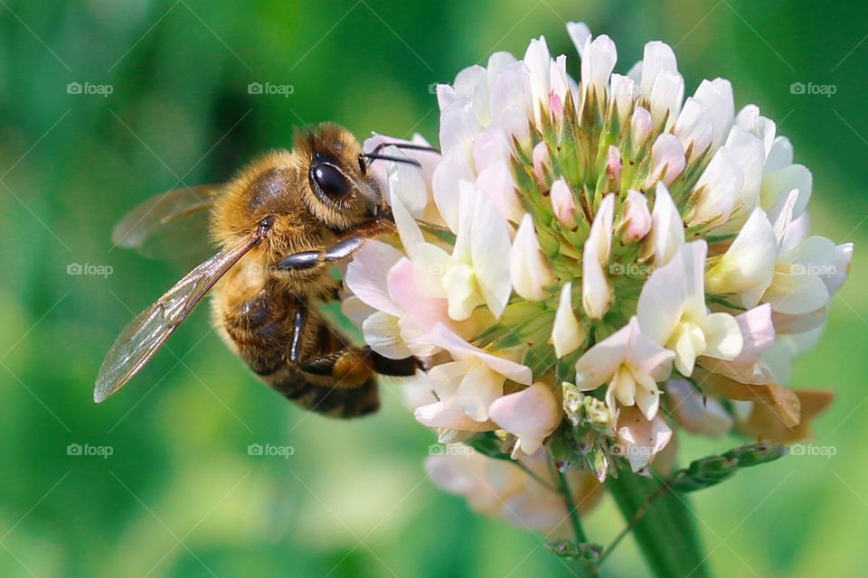 A bee at the clover color