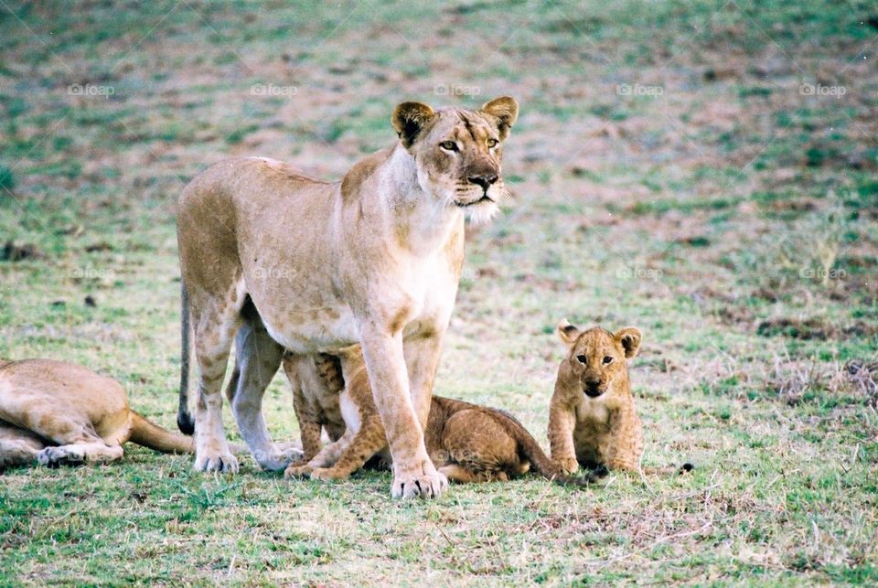 Lioness and cubs