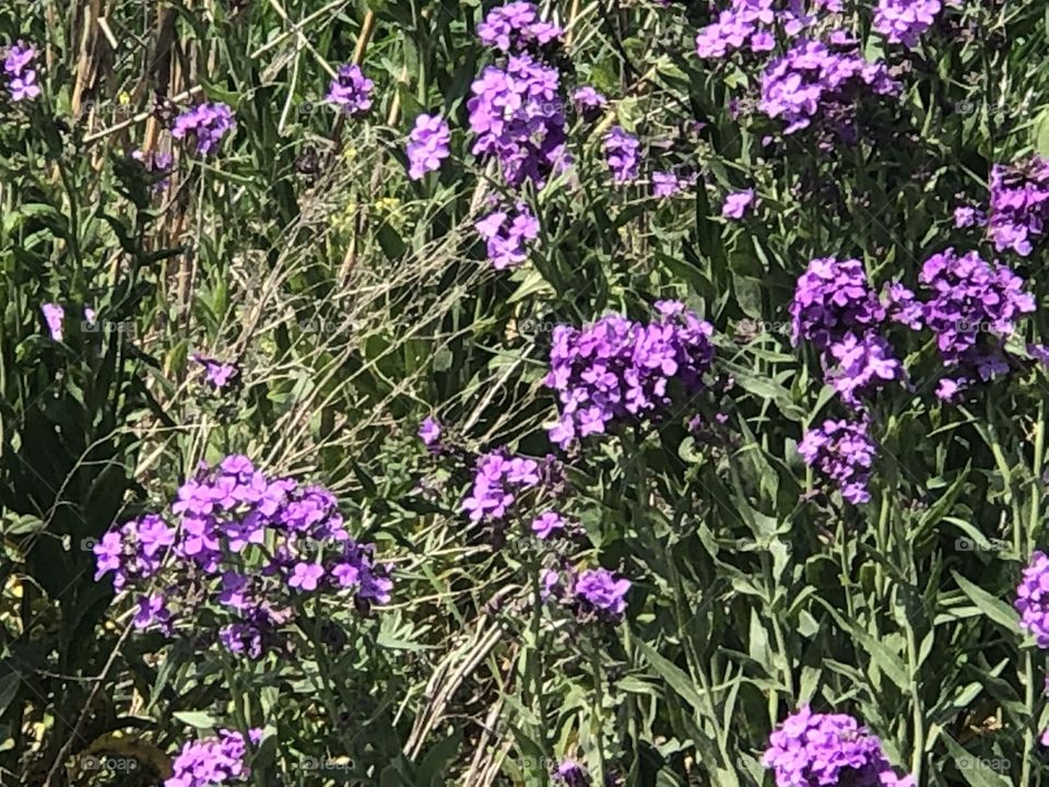 Lilac colorful blooms