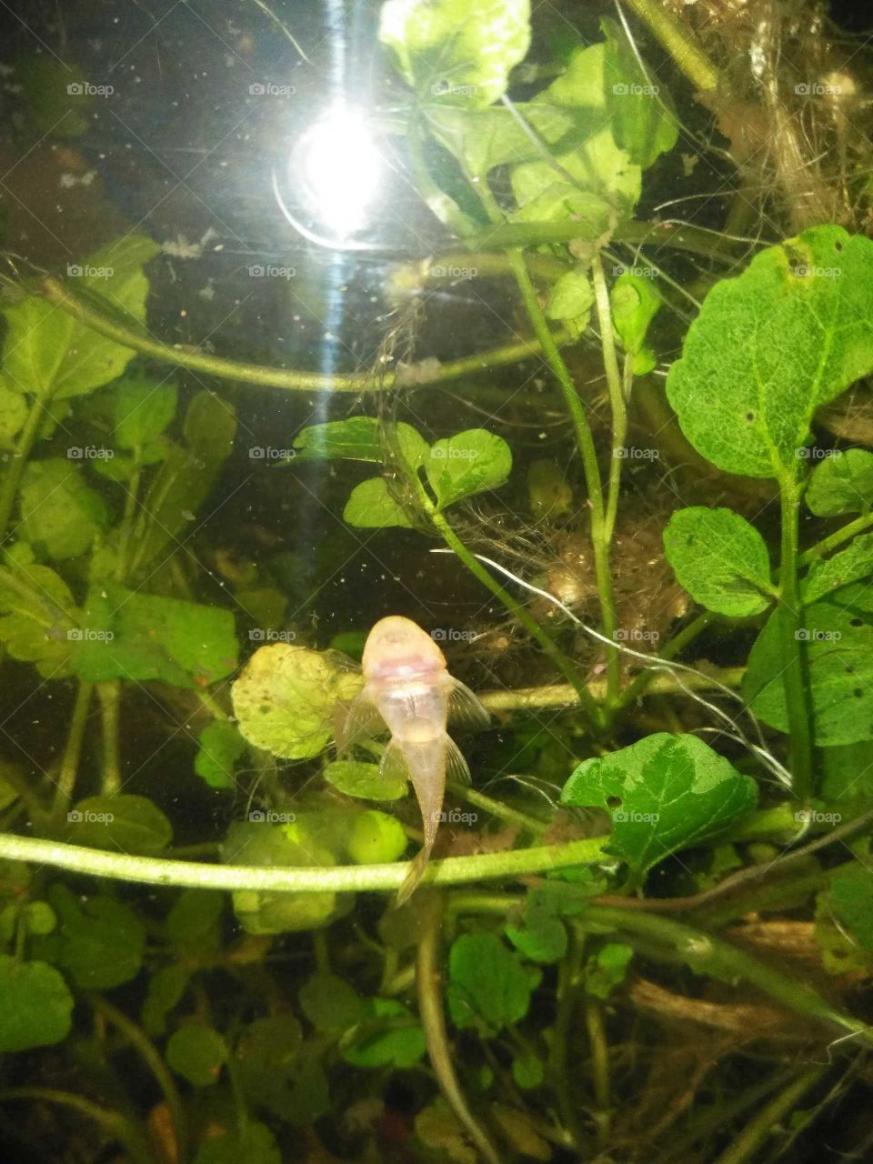 Baby sucker fish!