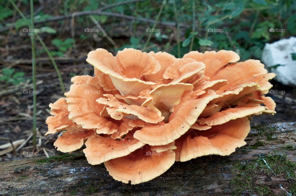 This beautiful fungi standing out in the forested woods. The fallen tree made for an excellent host for it to grow and flourish. 