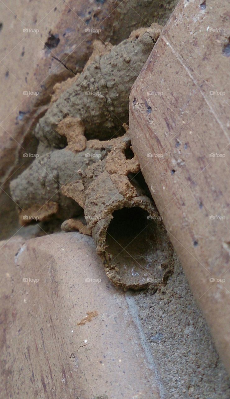 Mud Wasp Nest