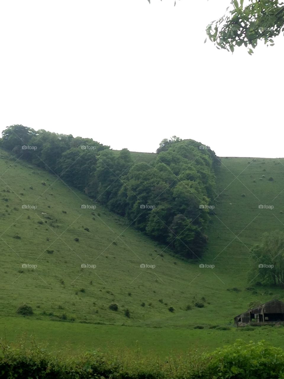 V for Victory made out of trees to mark the end of World War II