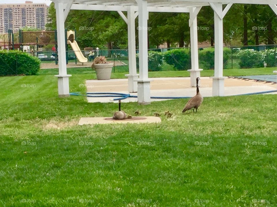 Geese and Goose at the gazebo outdoors  