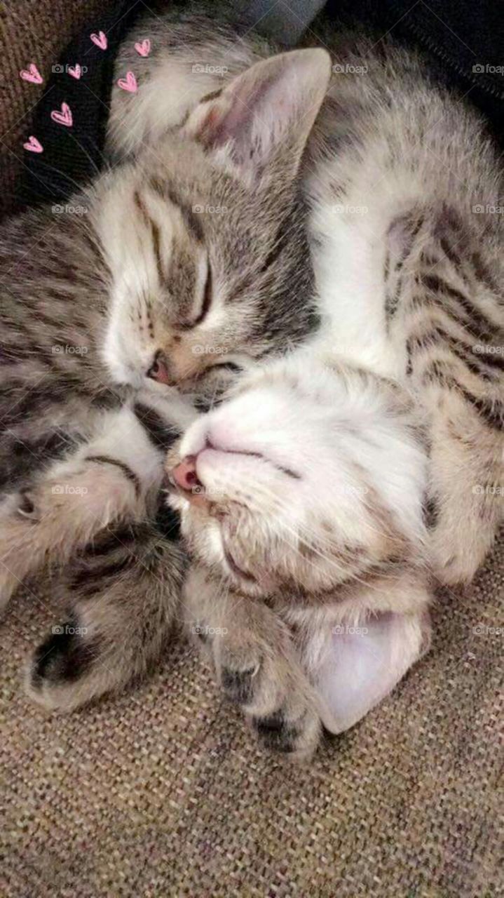 Nobody can deny how absolutely adorable these two sleepy sisters are 😻
