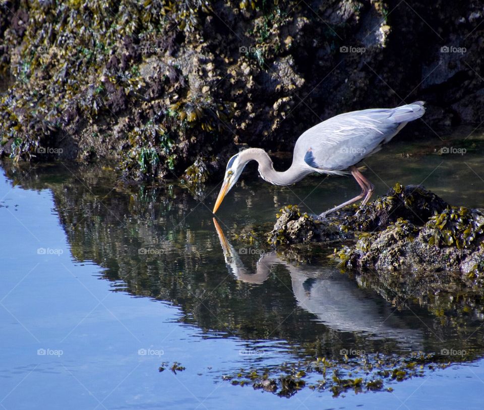 Great Blue Heron Reflection 