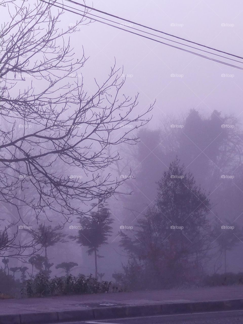 the cat in the shadow