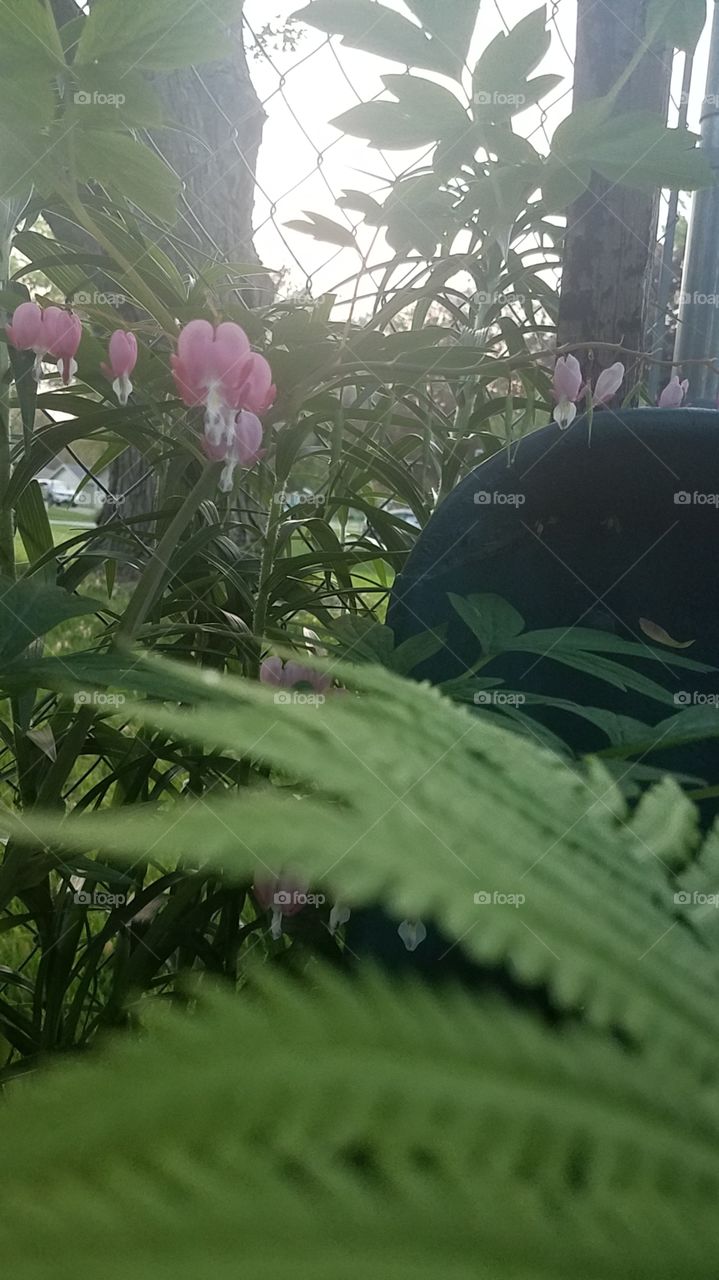 Fern & Bleeding hearts