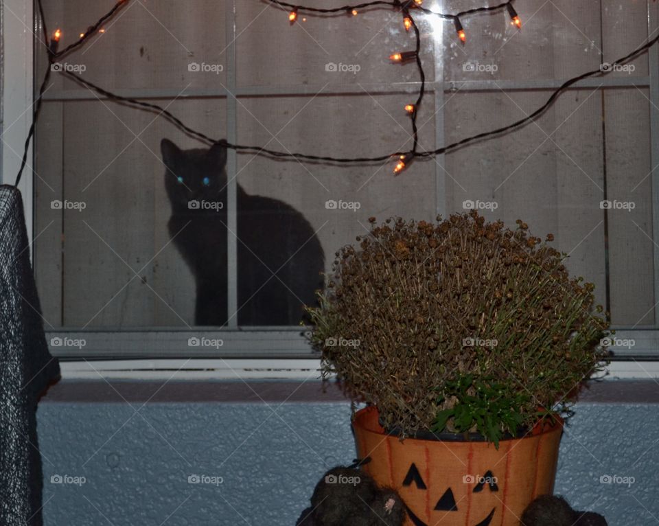 A black kitten sitting by a window behind dead mums in a jacko lantern planter. 