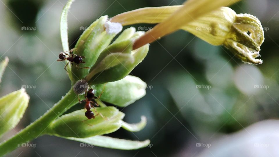Ants and aphids