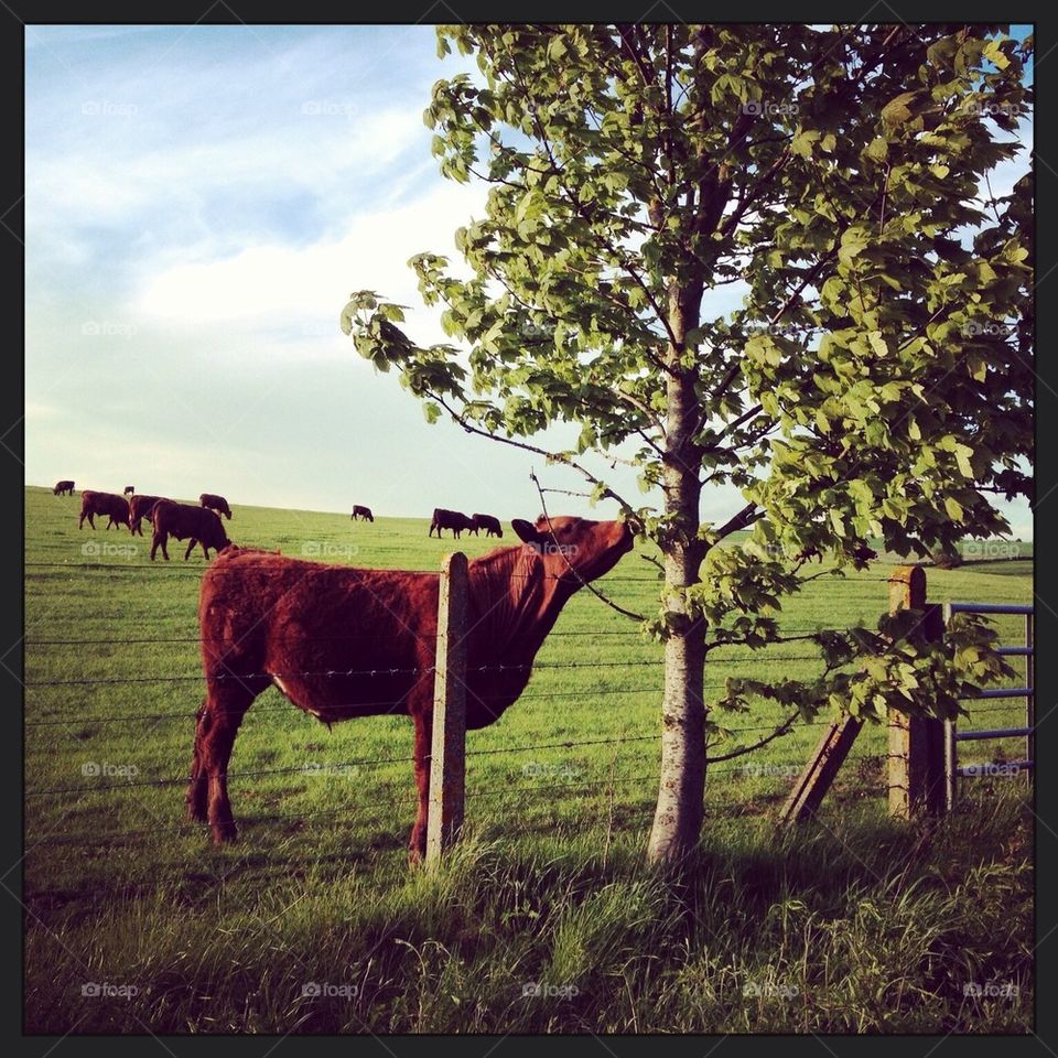 Walk in the countryside