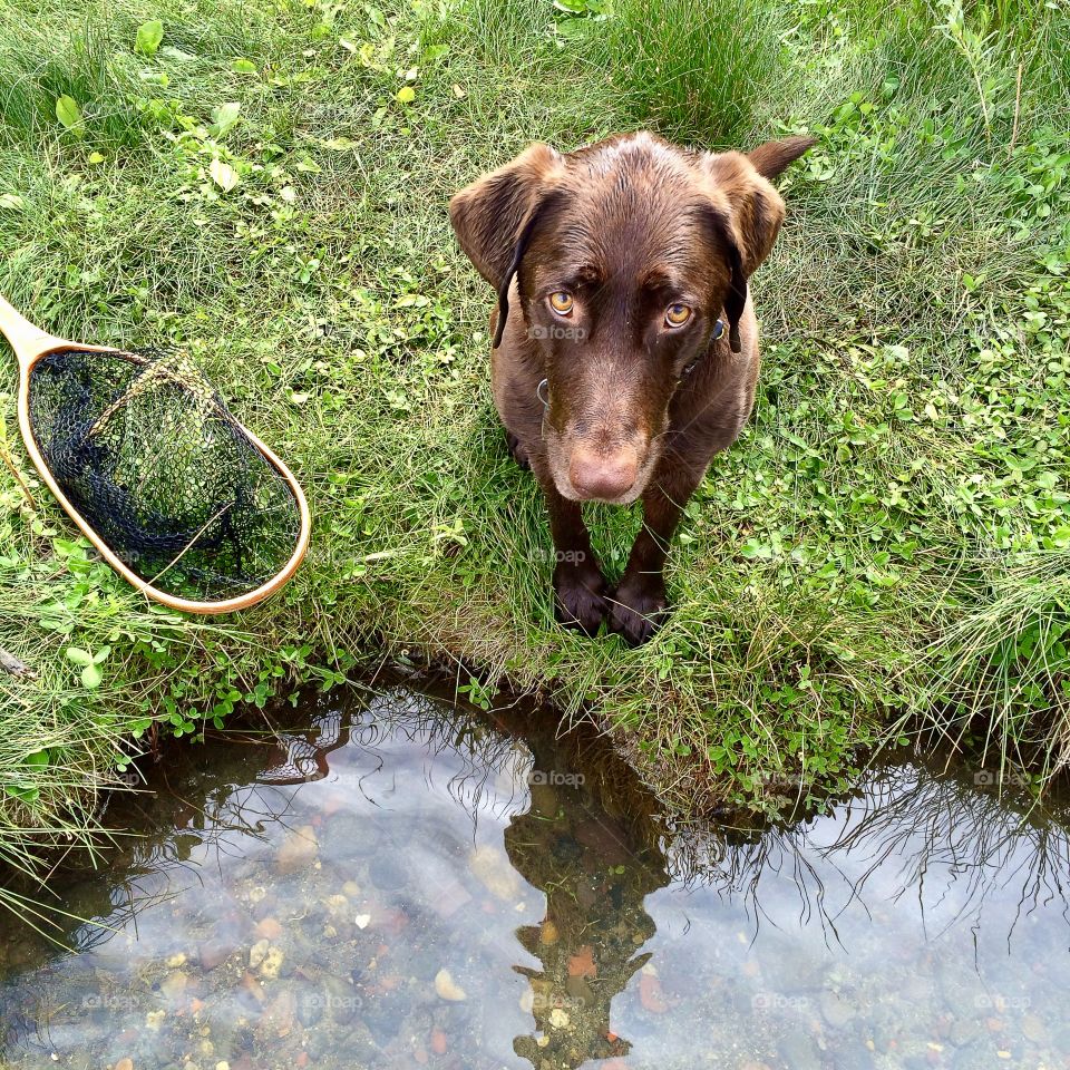 Chocolate lab patiently standing on the bank of a river while mom and dad are fly fishing.