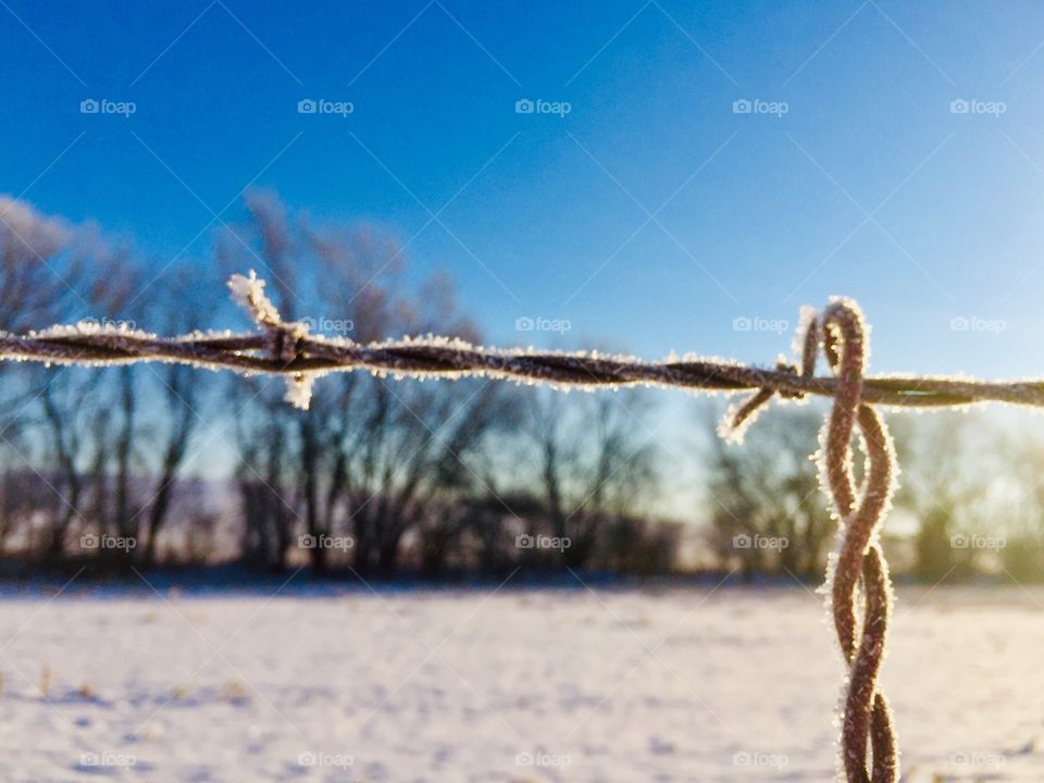 Closeup of frosty barbed wire against a blurred view of a snow-covered field on a sunny morning