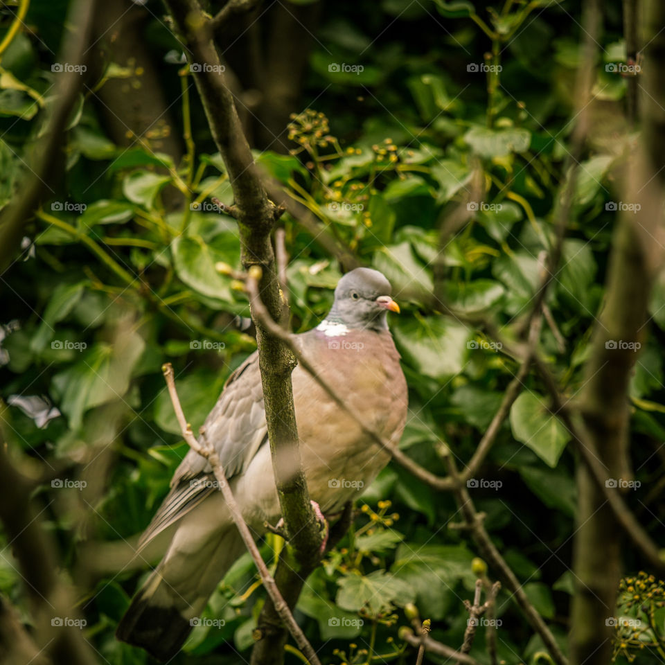 Bird, Nature, Wildlife, Animal, Wild