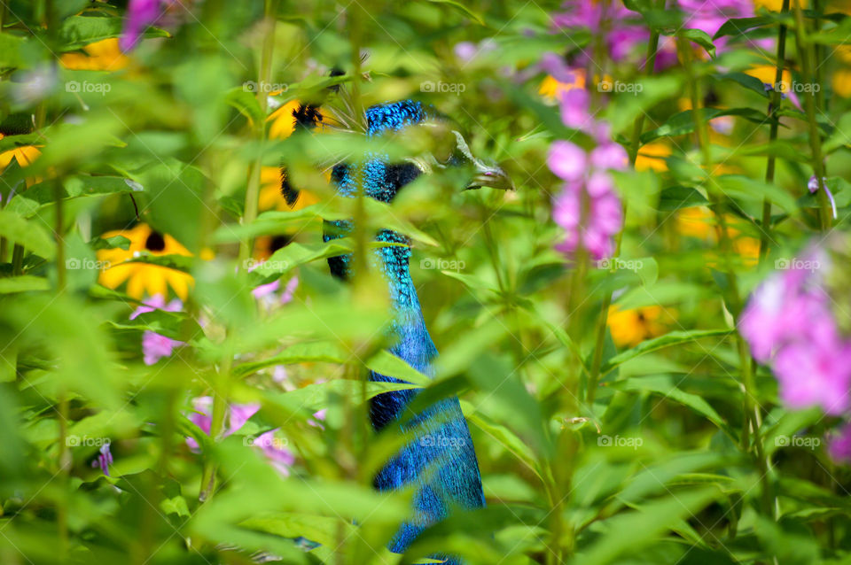 Peacock hidden amongst a field of flowers