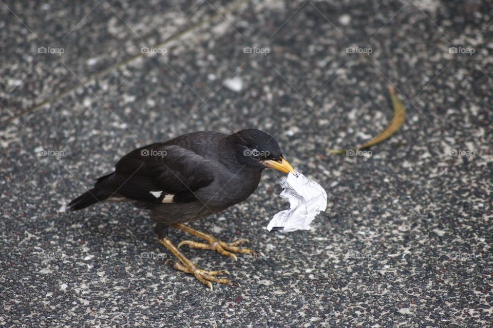 Sneaky beo standing on the ground with a shopping receipt in its beak showing human influence on the animal world.