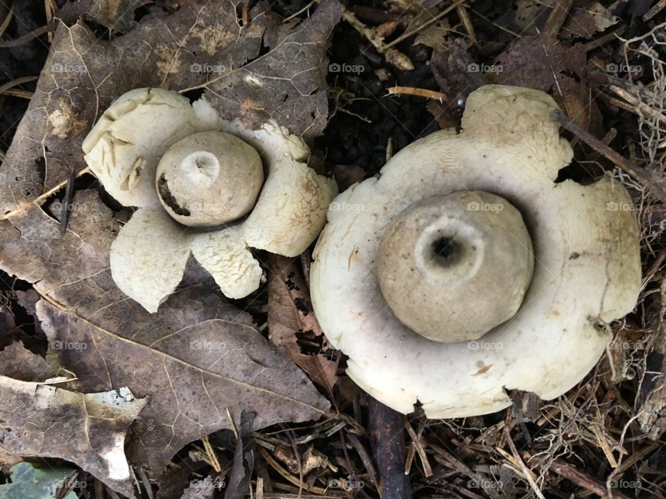 Weird mushrooms