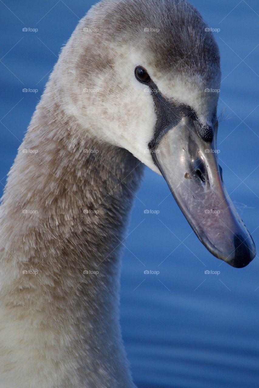 Close-up of a young swan
