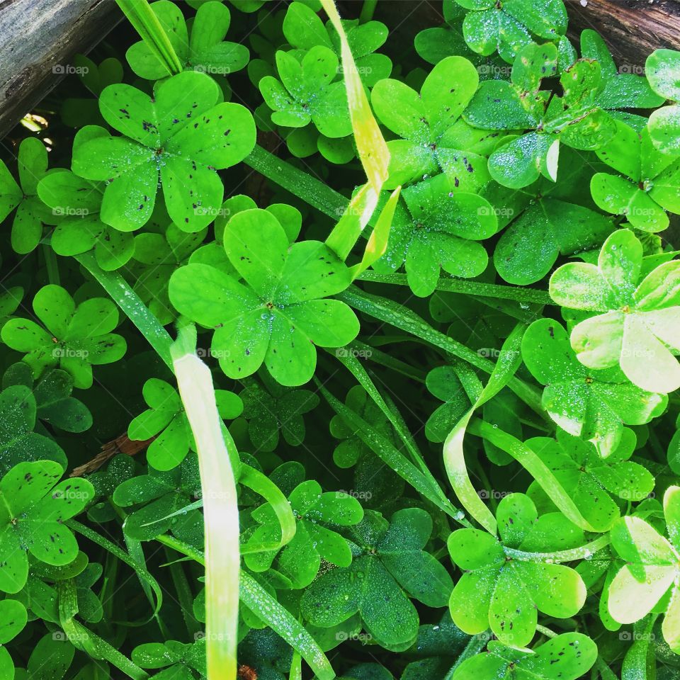 Giant clovers