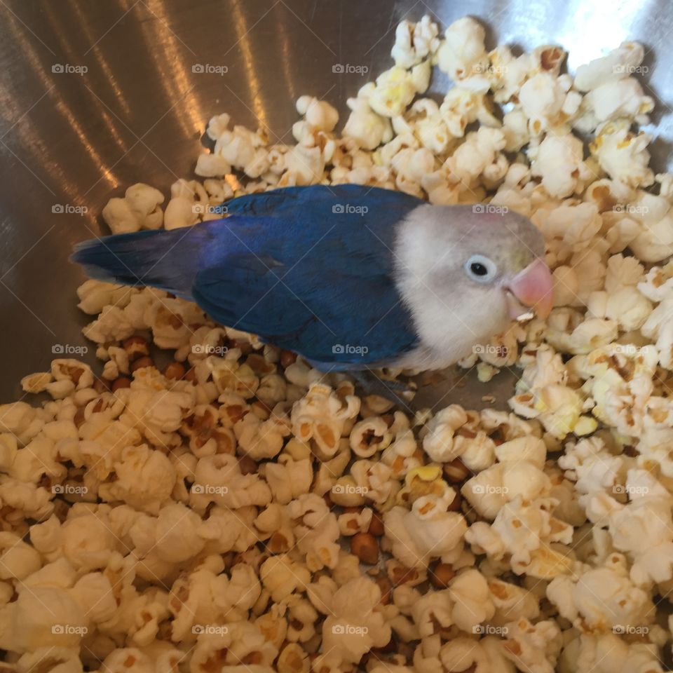 Lovebird in popcorn
