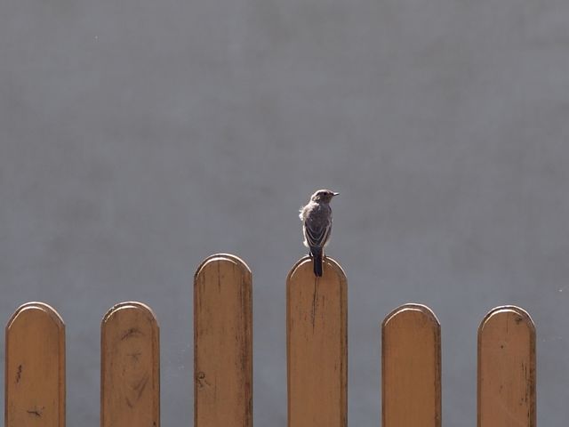 Small bird on the fence 