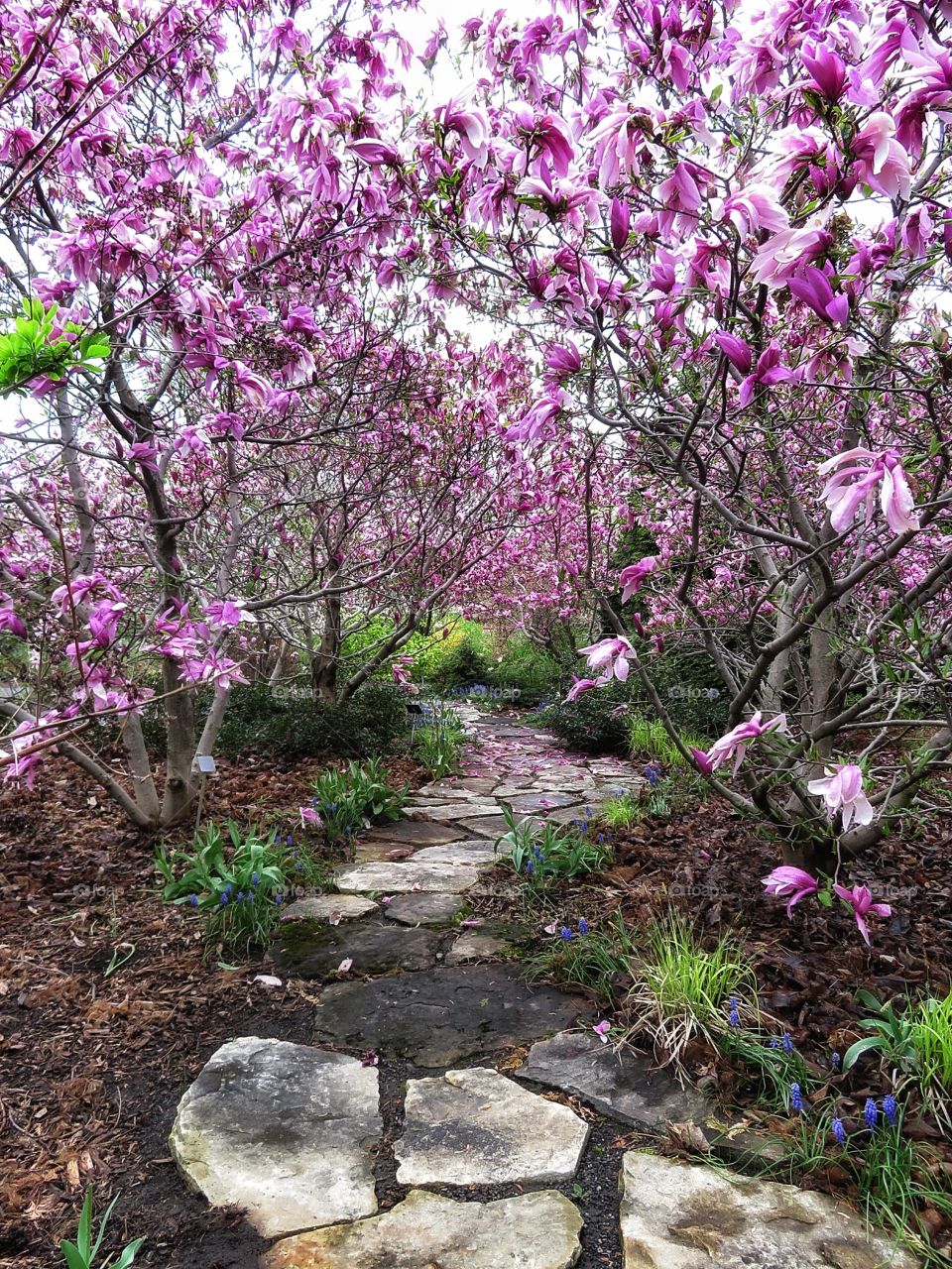 Montreal Botanical Gardens magnolias 