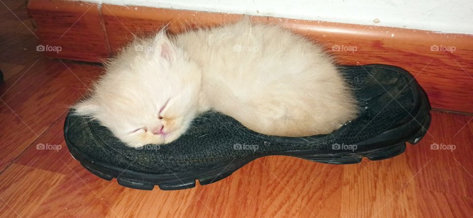 Persian cat with two months old sleeping in a shoe