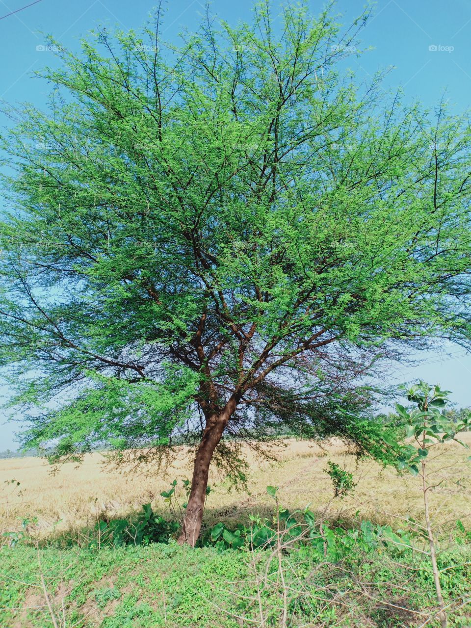 this lonely tree sad because it friends are killed by man.