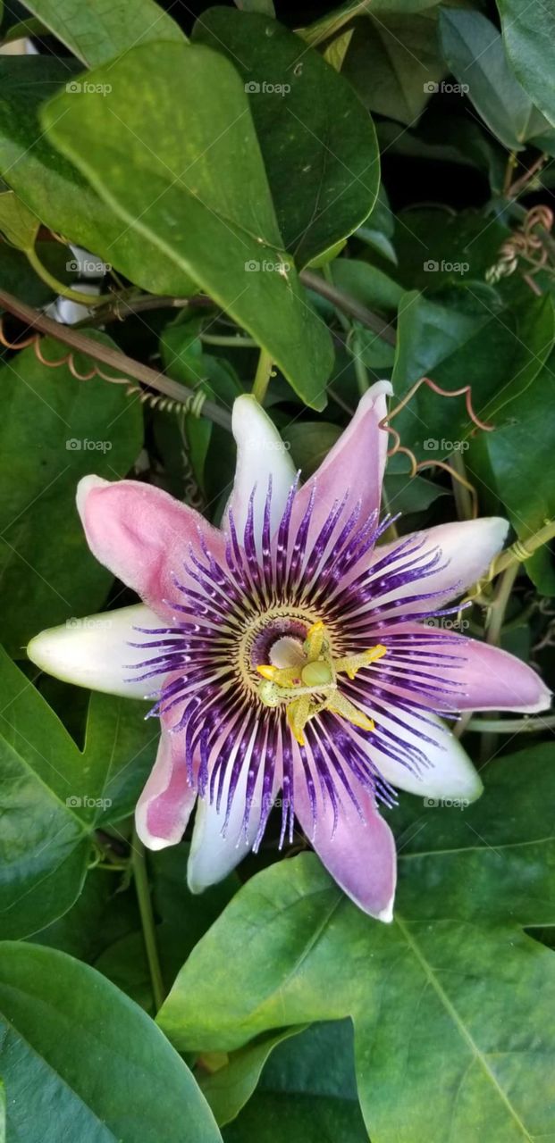 Purple vine flower