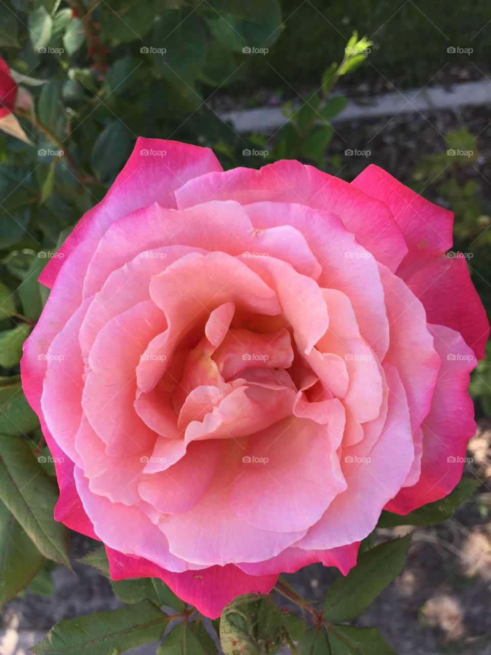Pink ombre rose . Pink ombre rose