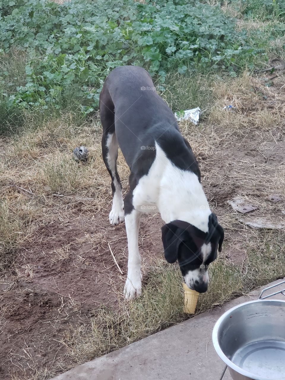 someone is eating a cone