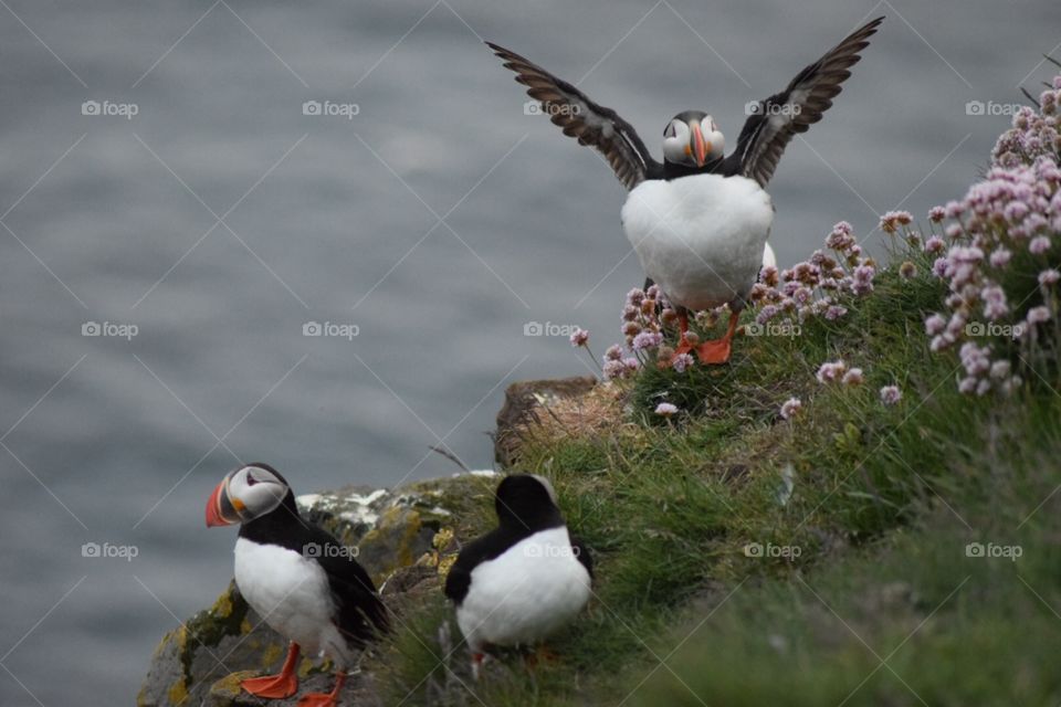 Adorable puffin birds in Iceland