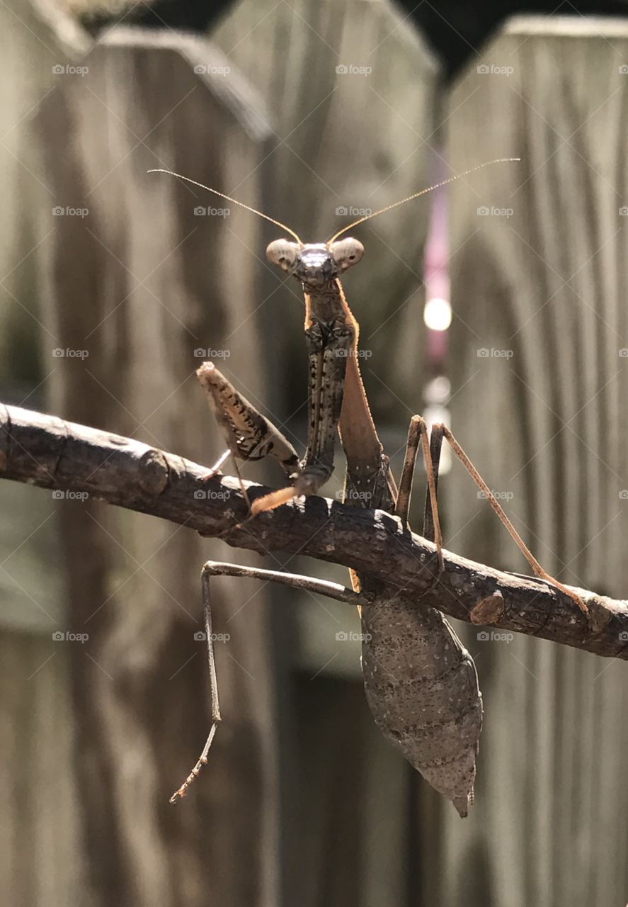 Praying mantis