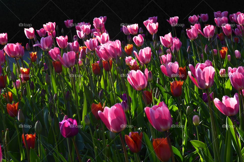 Tulips