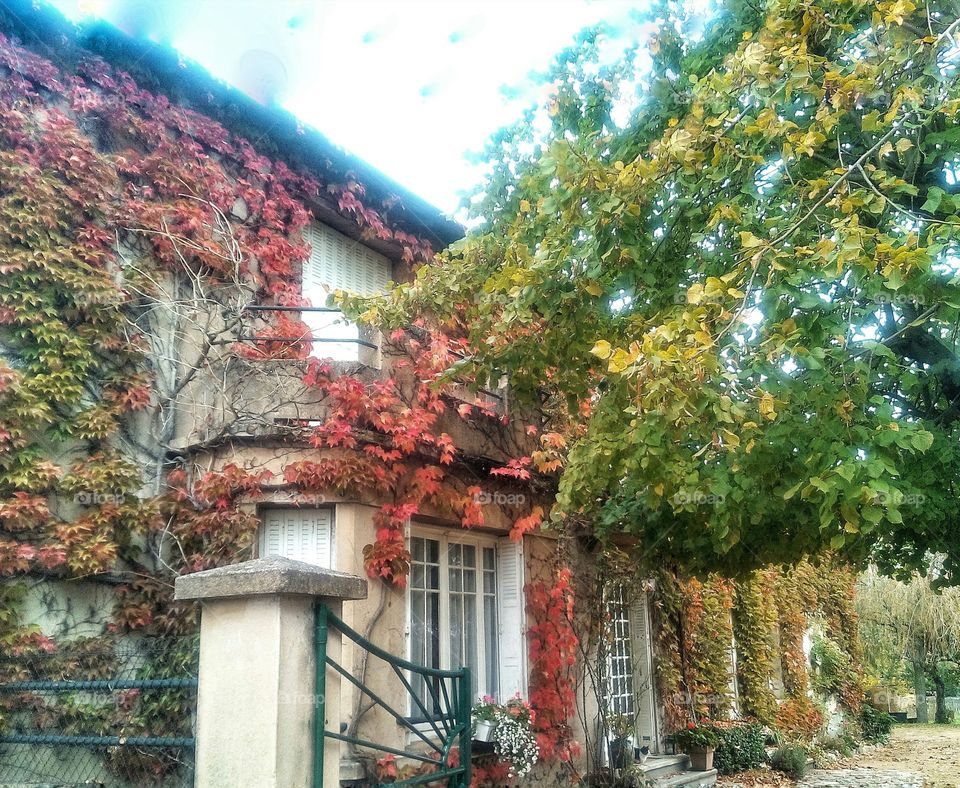 Lierre multicolore sur une façade en automne