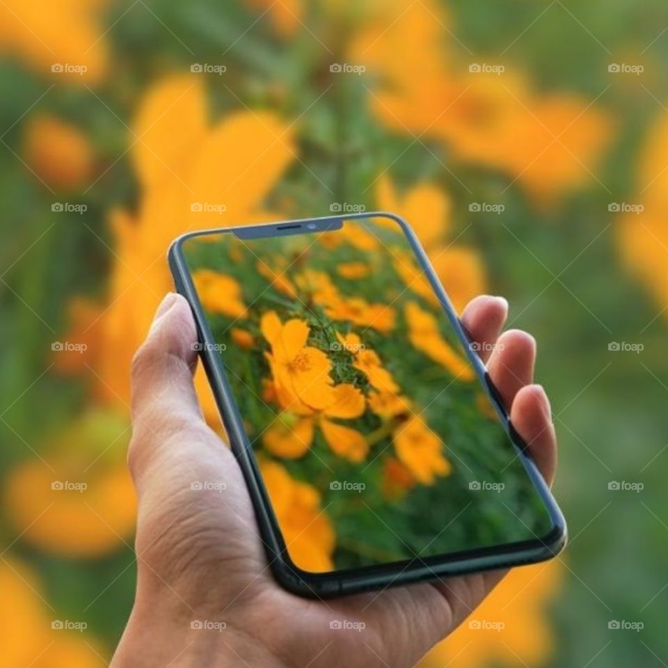 yellow flower in the garden