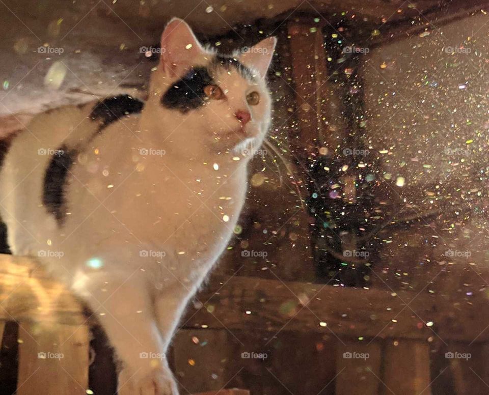 Kitty Cat Magic