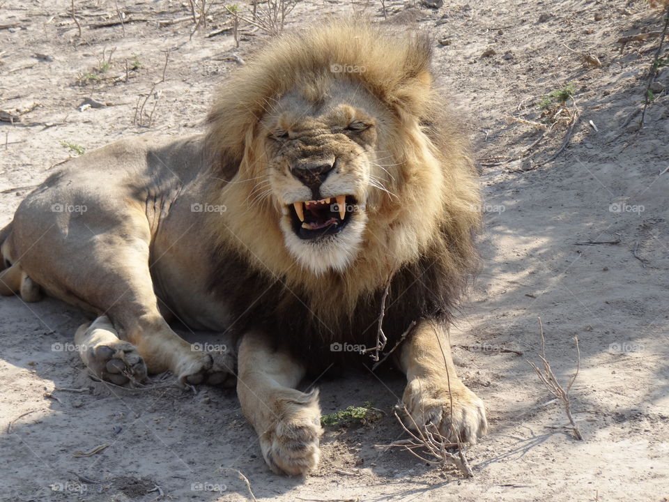 Botswana lion
