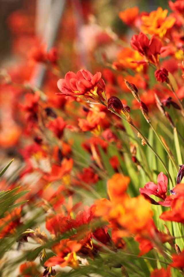 Blossom