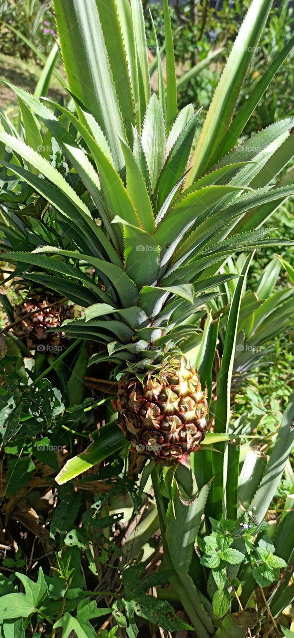 Pineapple farm