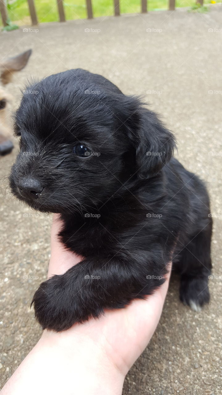 black fluffy puppy
