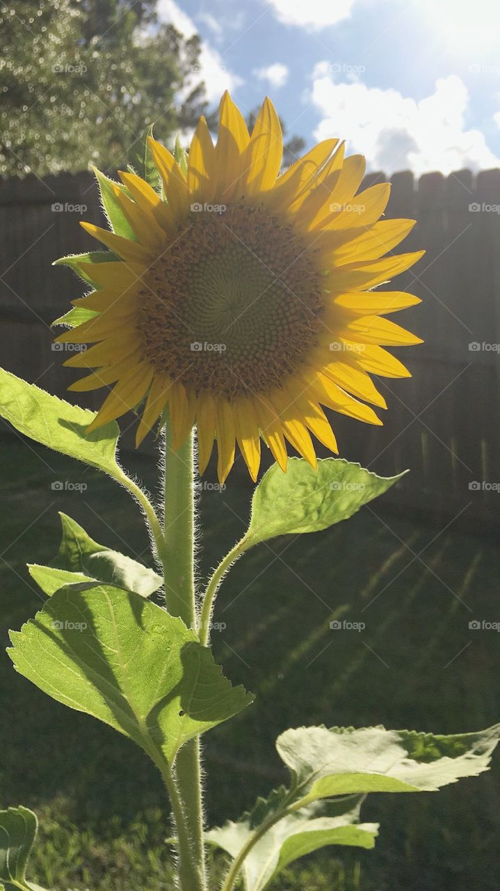 a afternoon Sun flower