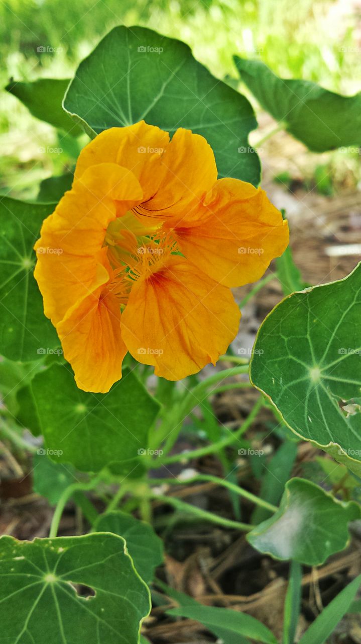 Nasturtiums. In my garden