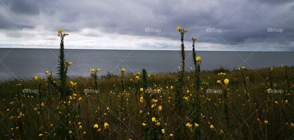 Wild flowers and the sea = my serenity