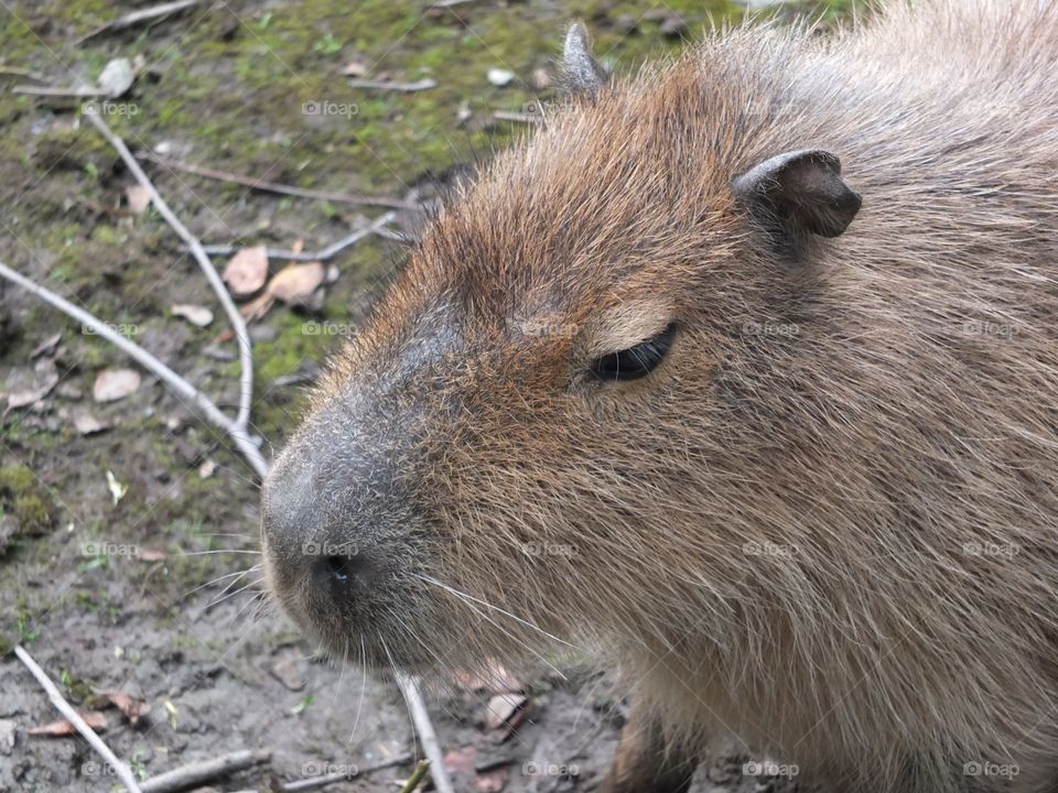 Capybara happy face 