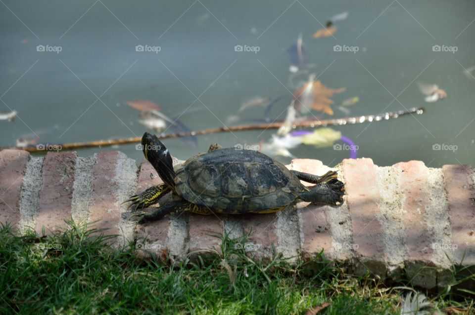 stretching a turtle